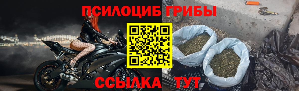 Псилоцибиновые грибы Cubensis  Балахна  где найти   Псилоцибиновые грибы Cubensis 